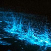 Luminous Lagoon Tour